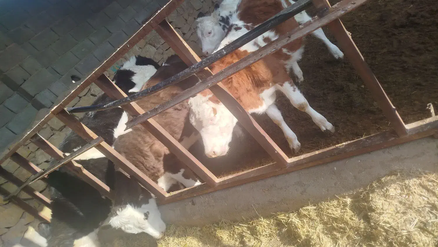 ۴ عدد طلیسه برای فروش|حیوانات مزرعه|ملکآباد, |دیوار