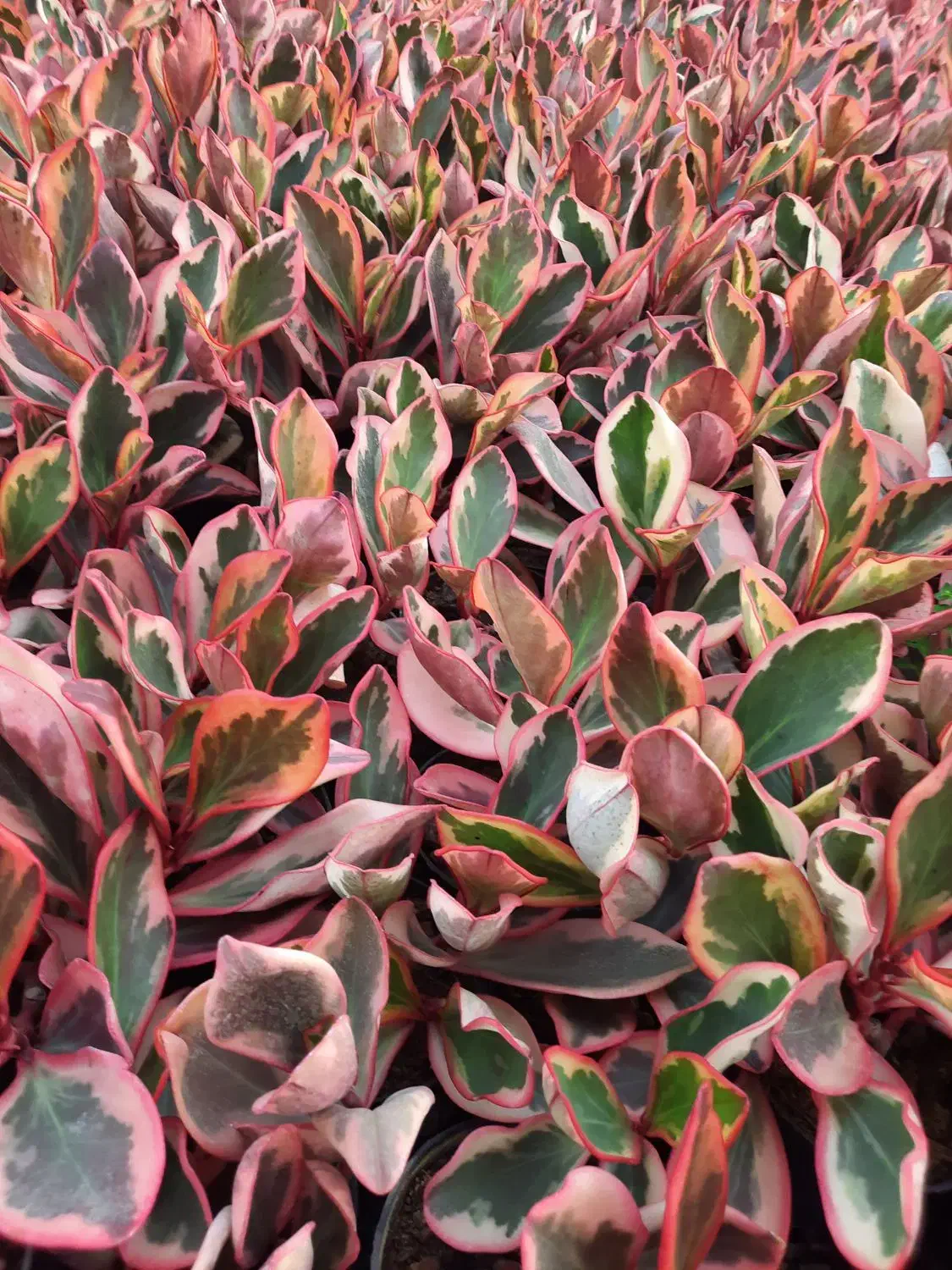 قاشقی لب ماتیکی|گل و گیاه طبیعی|محلات, |دیوار