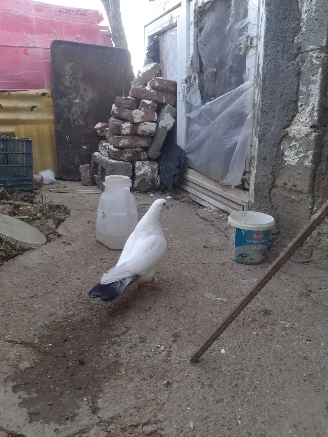 کفتر|پرنده|سردشت, |دیوار