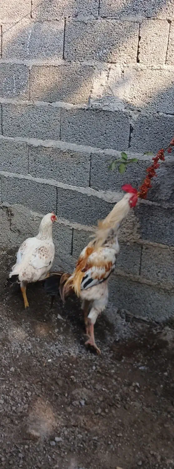 خروس لاری|حیوانات مزرعه|رشت, آتشگاه|دیوار