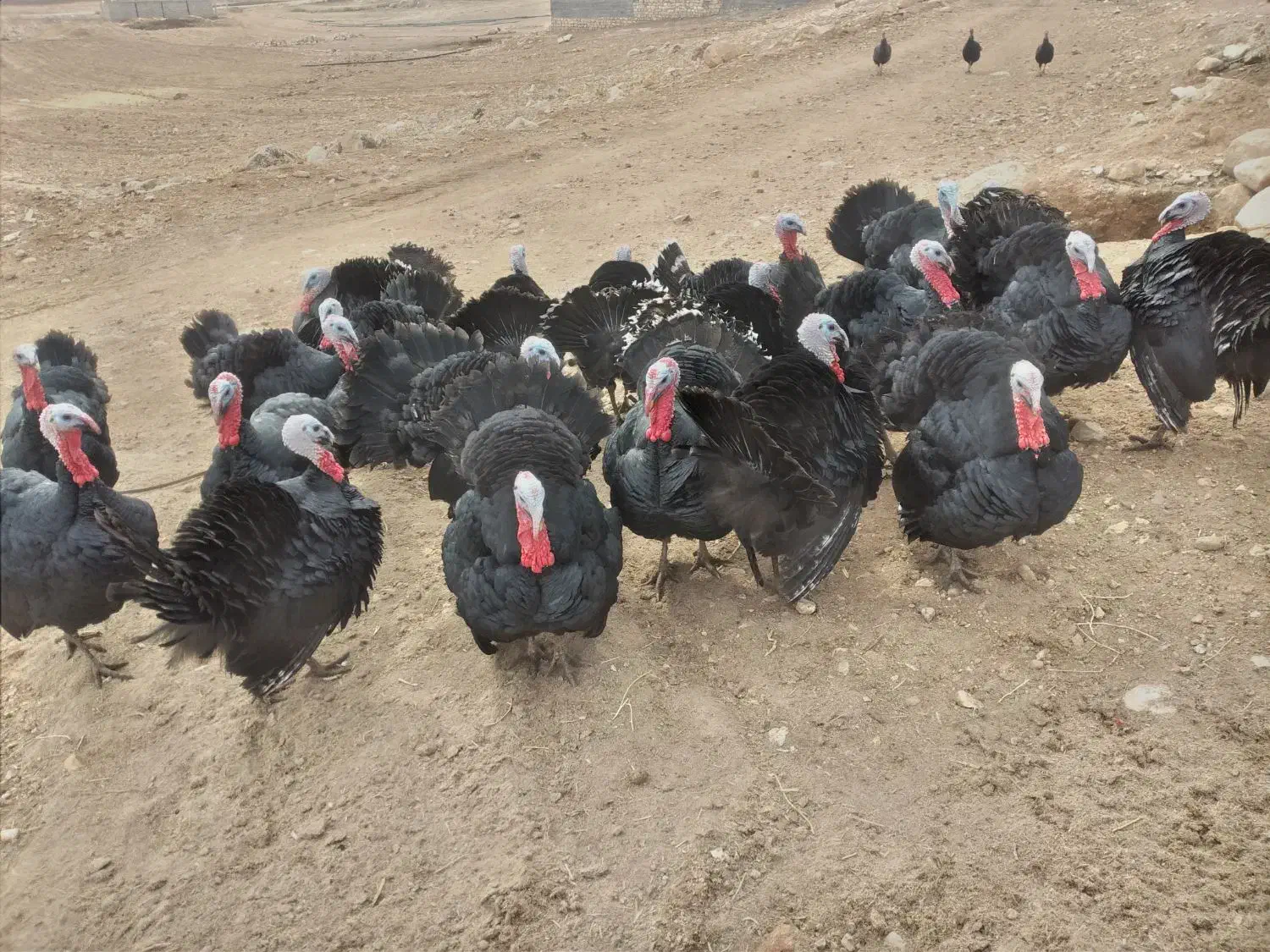 بوقلمون محلی|حیوانات مزرعه|کوهدشت, |دیوار