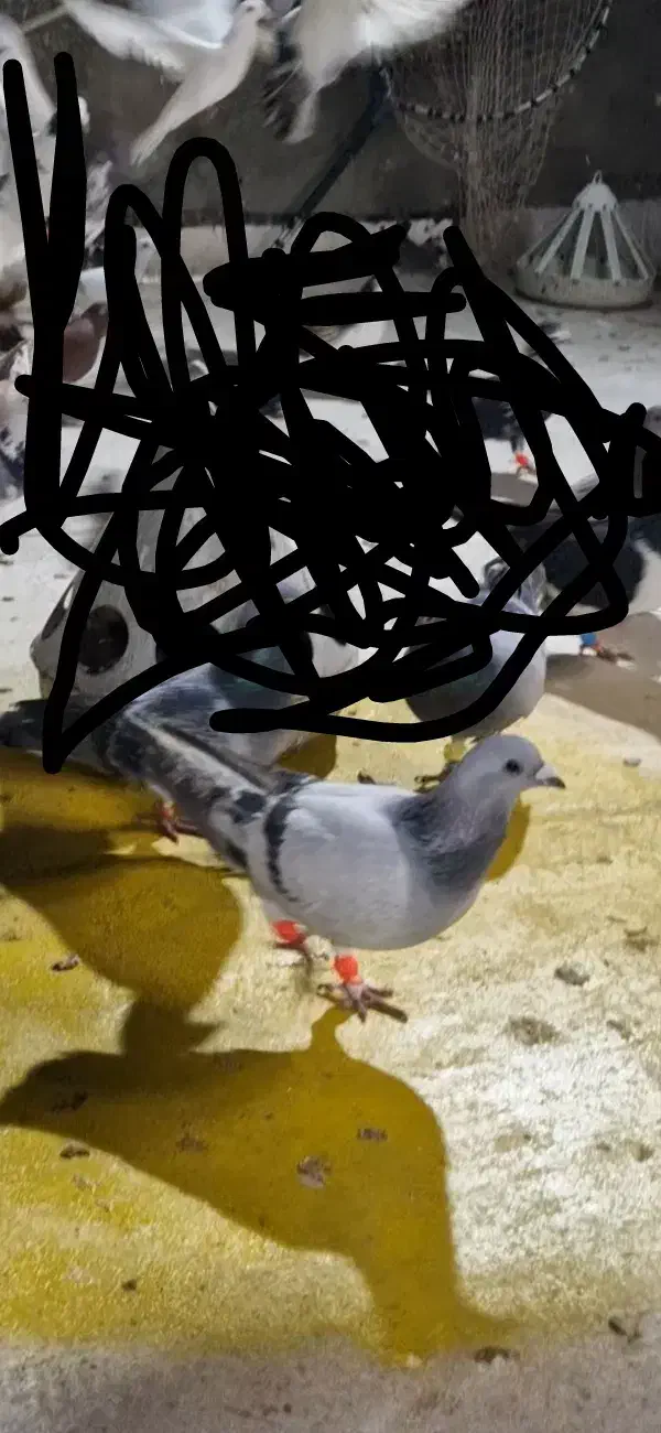 سبزشامی|حیوانات|سبزوار, کلاته سیفر|دیوار