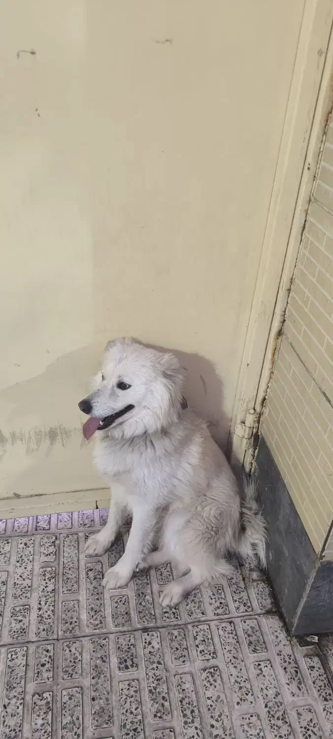 واگذاری سگ|سگ|کرمان, |دیوار