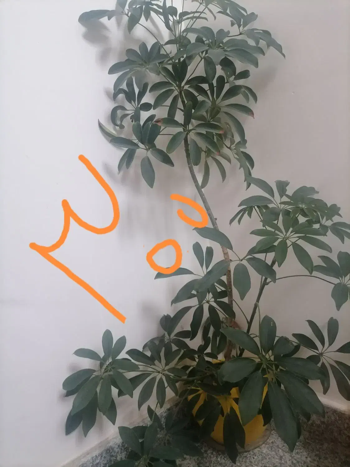 چند عدد گل طبیعی. نخ نساجی اعلا گیلویی 250|حراج|تبریز, |دیوار