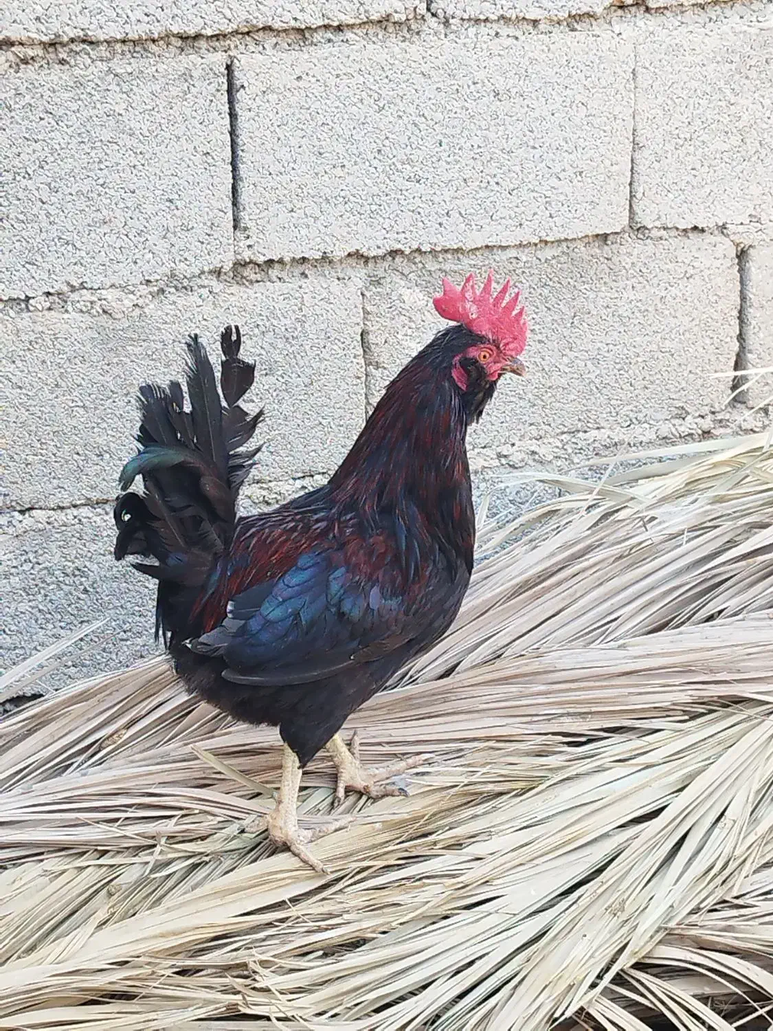 خروس پاکوتاه|حیوانات مزرعه|ریگ, |دیوار