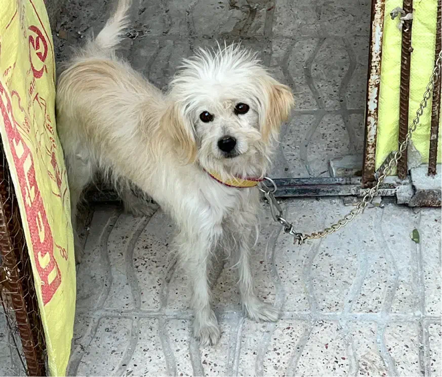 فروش یا معامله سگ شیتزو|سگ|سیرجان, |دیوار