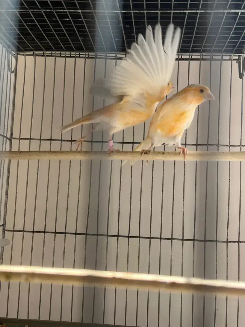 دوجفت قناری مست|پرنده|ملایر, |دیوار