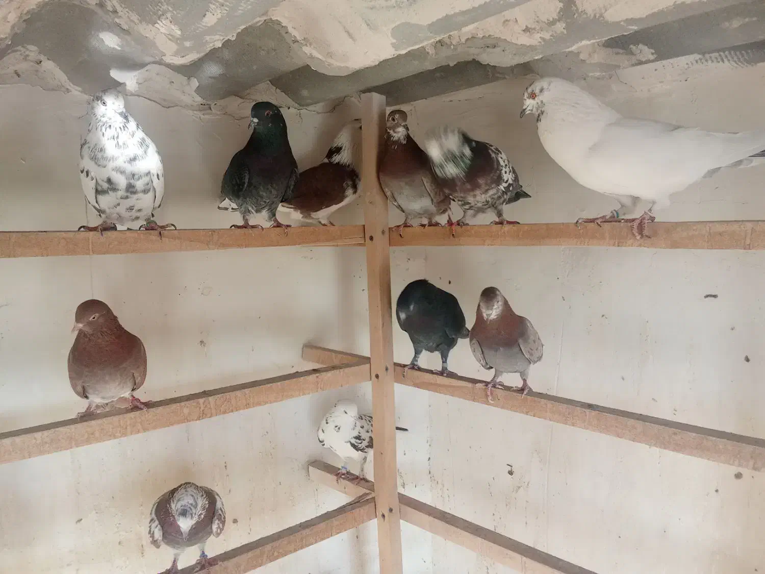 سلام به همه دوستان تعداد کبوتر خوب به فروش می رسد|پرنده|اسلامشهر, شهرک سالور|دیوار