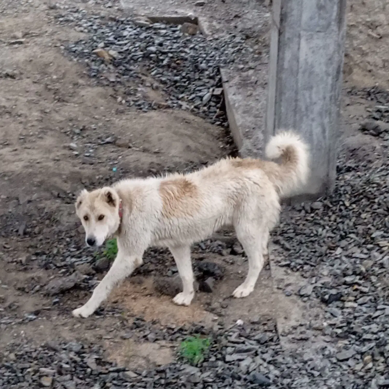 سگ سرابی گم شده|حیوانات|مانه, |دیوار