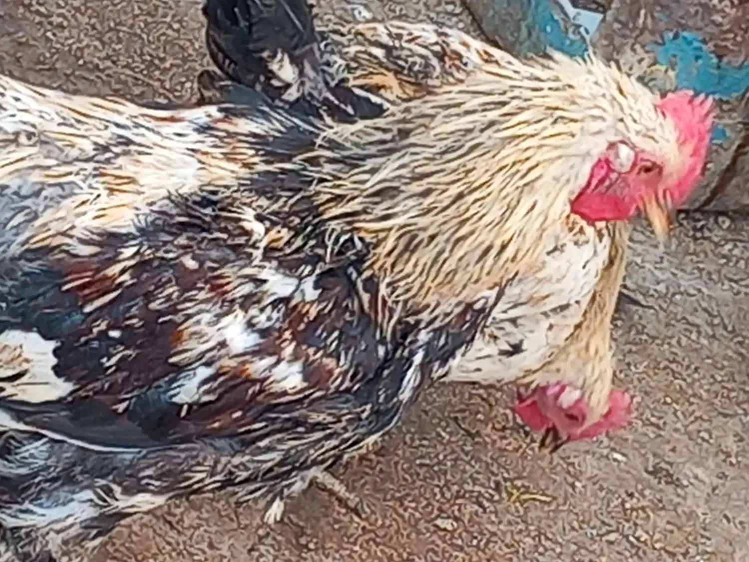 تعدادی خوروس بفروش میرسد|حیوانات مزرعه|پیشوا, |دیوار