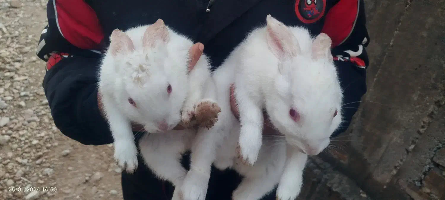 خرگوش سفید معاوضه با کبوتر|موش و خرگوش|نورآباد ممسنی, |دیوار