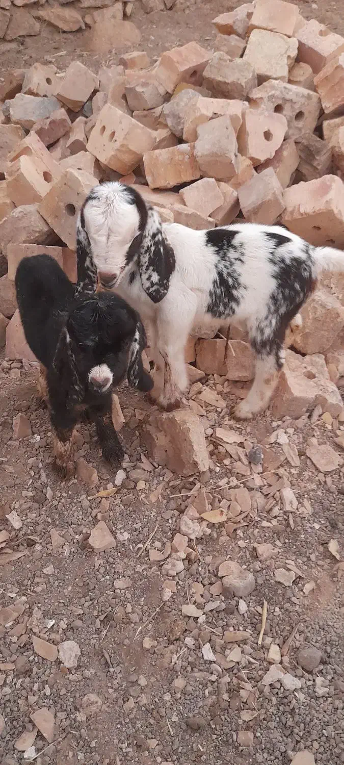 بزغاله شیری|حیوانات مزرعه|طاغنکوه, |دیوار