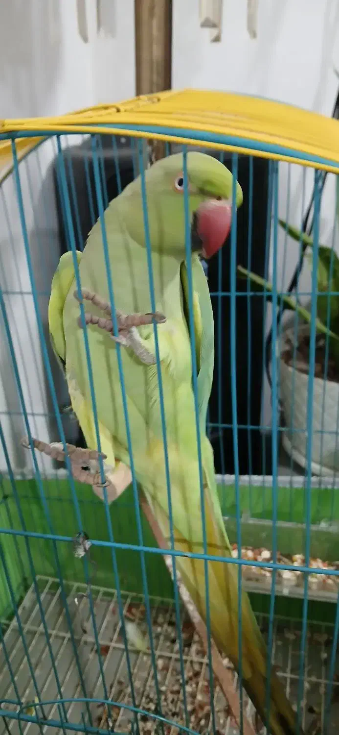 طوطی ملنگو سبز|پرنده|رشت, ولکس|دیوار