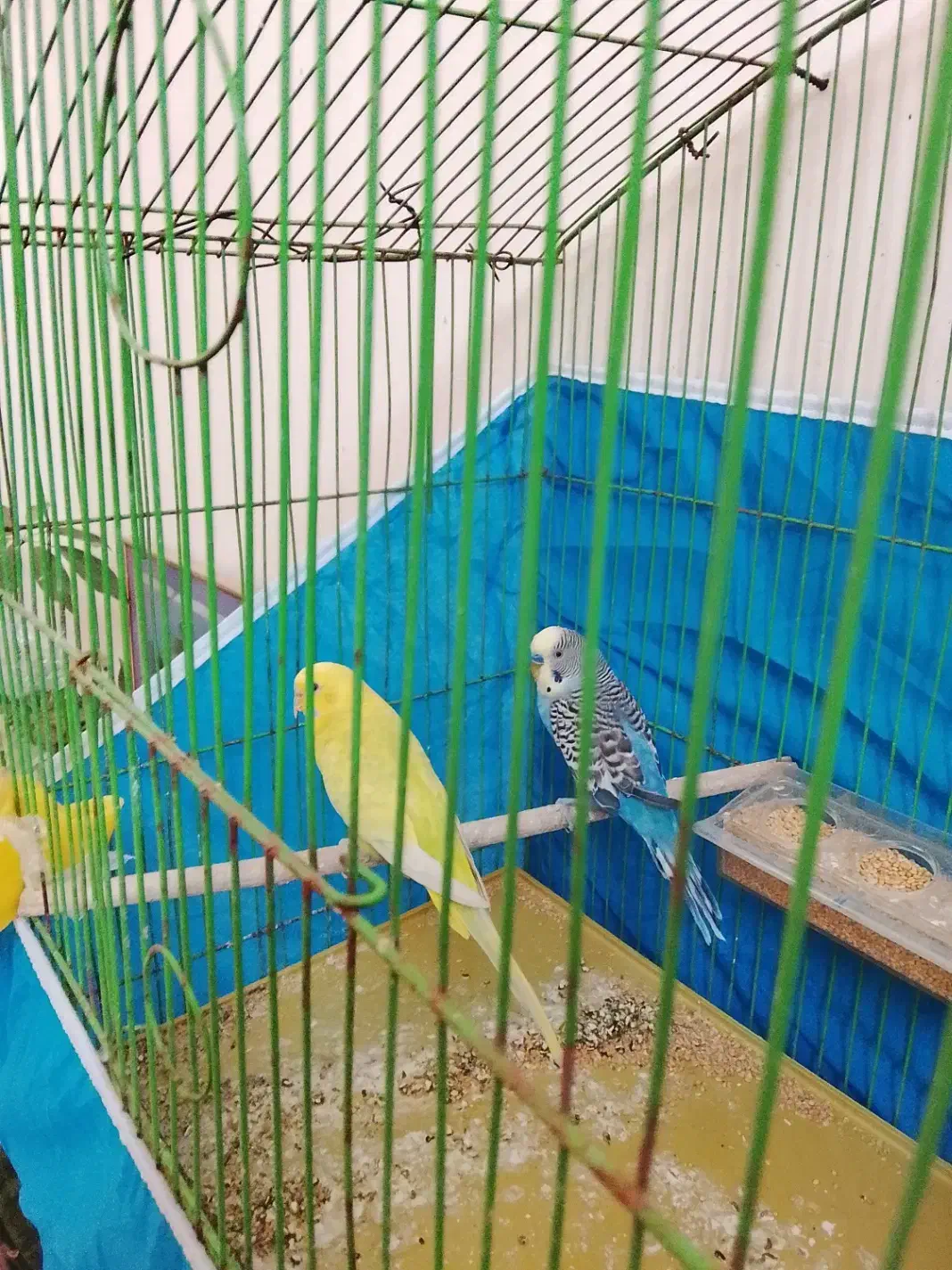 مرغ عشق|پرنده|شاهین‌شهر, شهرک گلدیس|دیوار