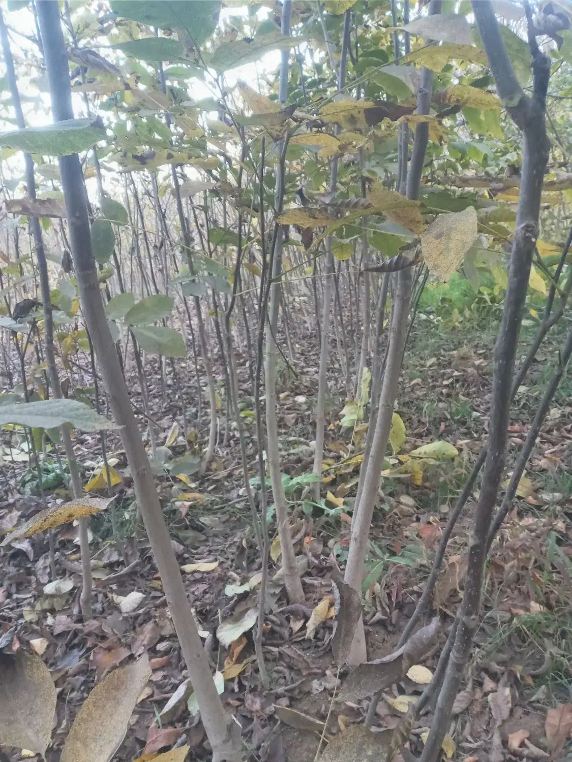 نهال گردو ۴ ساله  بزری1قد نهال 1/5تا 2متر دانه ۶۰|خدمات باغبانی و درختکاری|بجنورد, |دیوار