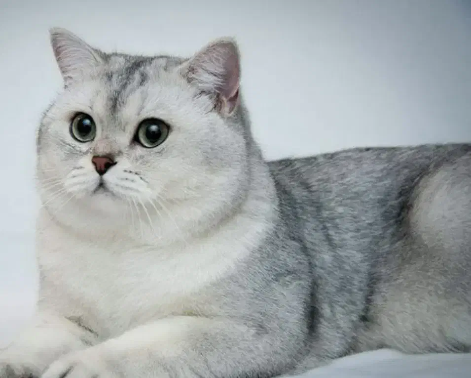 شهر گربه بریتیش سیلور|گربه|تهران, شهرک غرب|دیوار