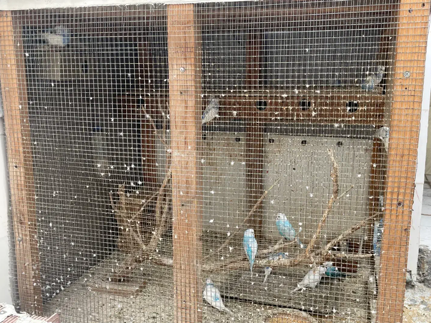 مرغ عشق|پرنده|بندر دیر, |دیوار