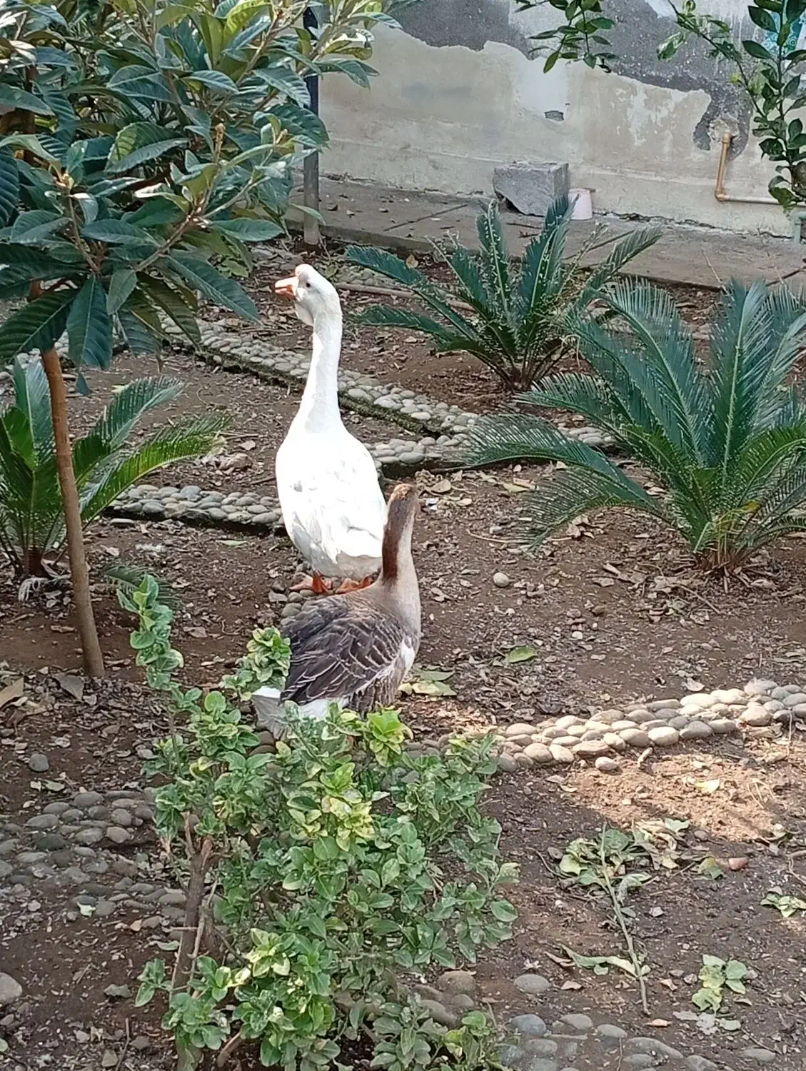 فروش غاز و خروس بالغ|حیوانات مزرعه|چالوس, |دیوار