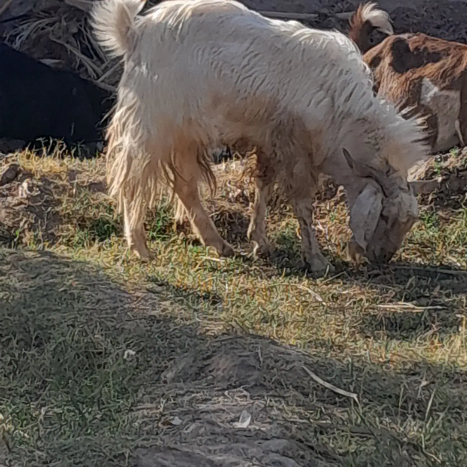 نری عالی برا داشتی وقصابی|حیوانات مزرعه|نرماشیر, |دیوار