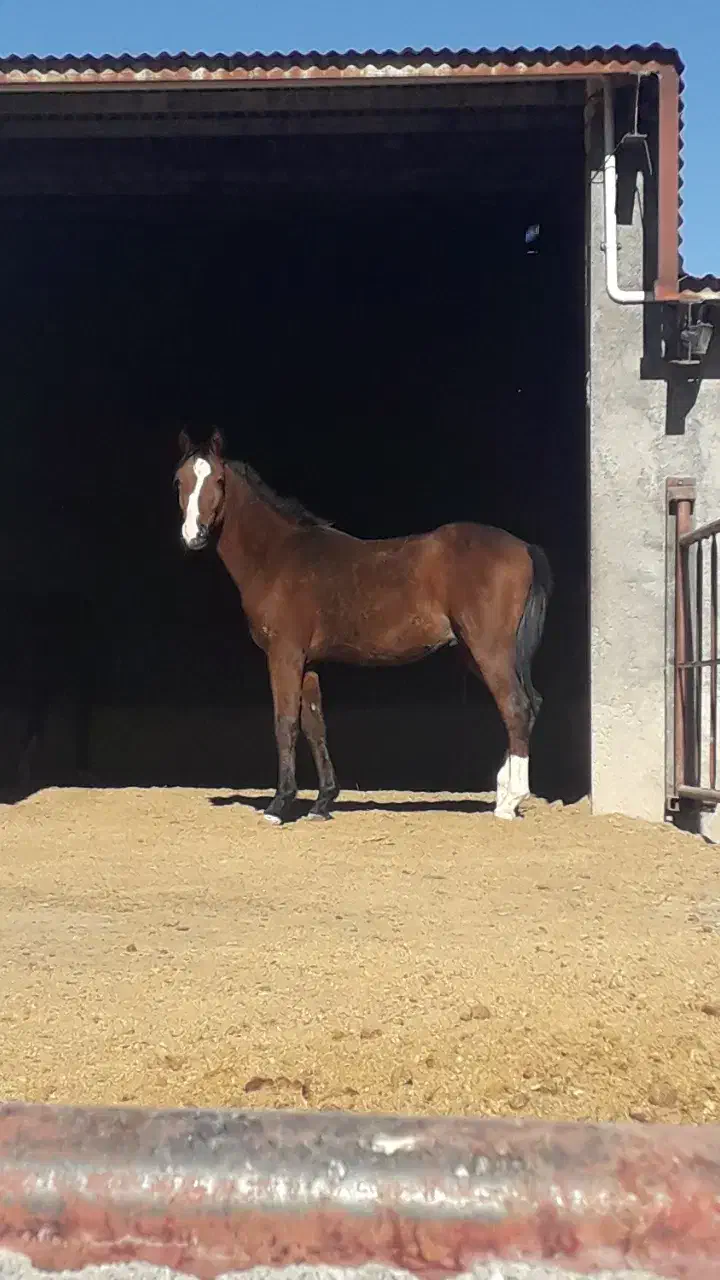 کره اسب عرب خالص ایرانی ۲ ساله|اسب و تجهیزات اسبسواری|شهرکرد, |دیوار