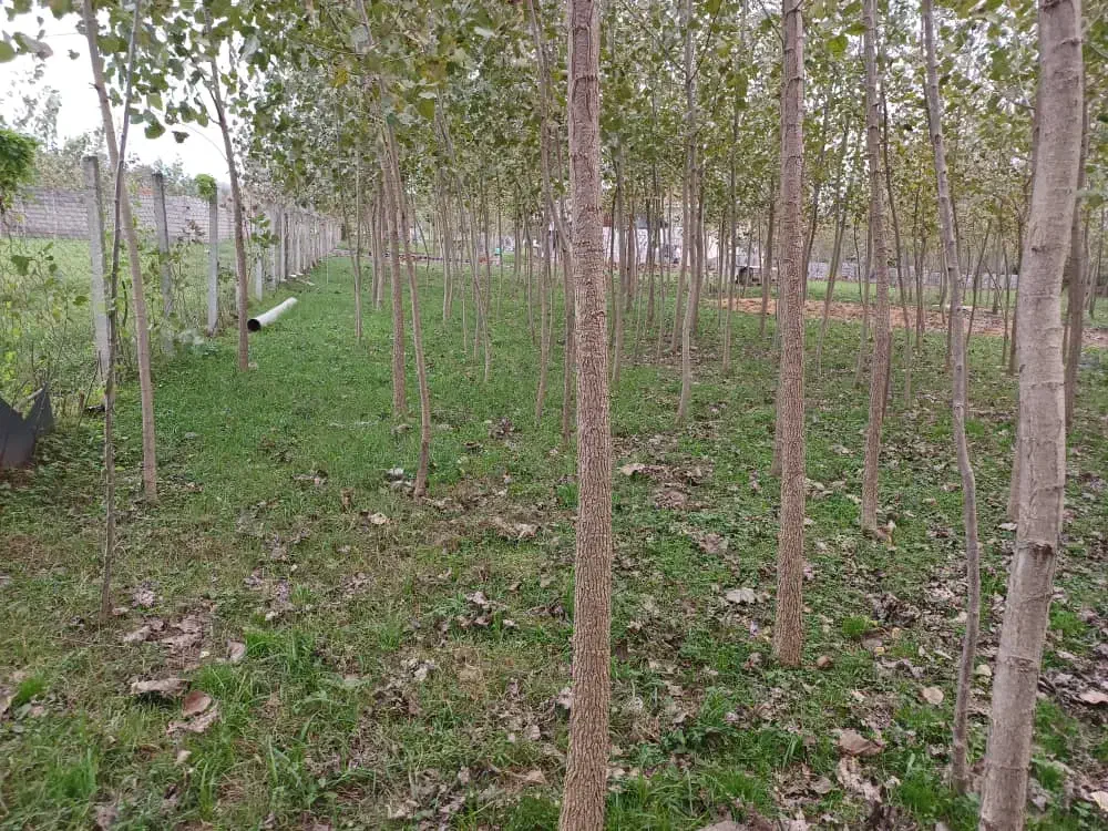 ۲۳۰۰ متر زمین باغی قاضیان سنگر رشت|فروش زمین و ملک کلنگی|سنگر, |دیوار