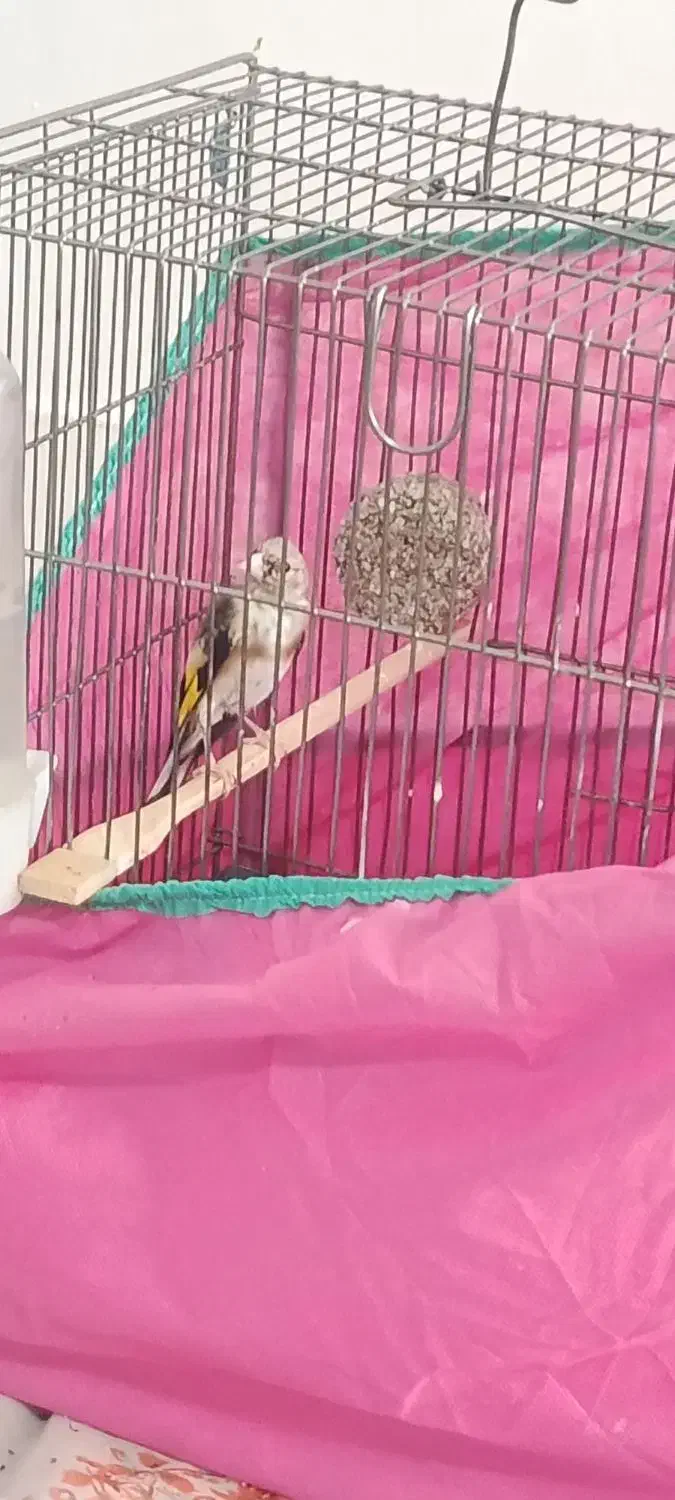 جوجه سهره|پرنده|کرمانشاه, |دیوار