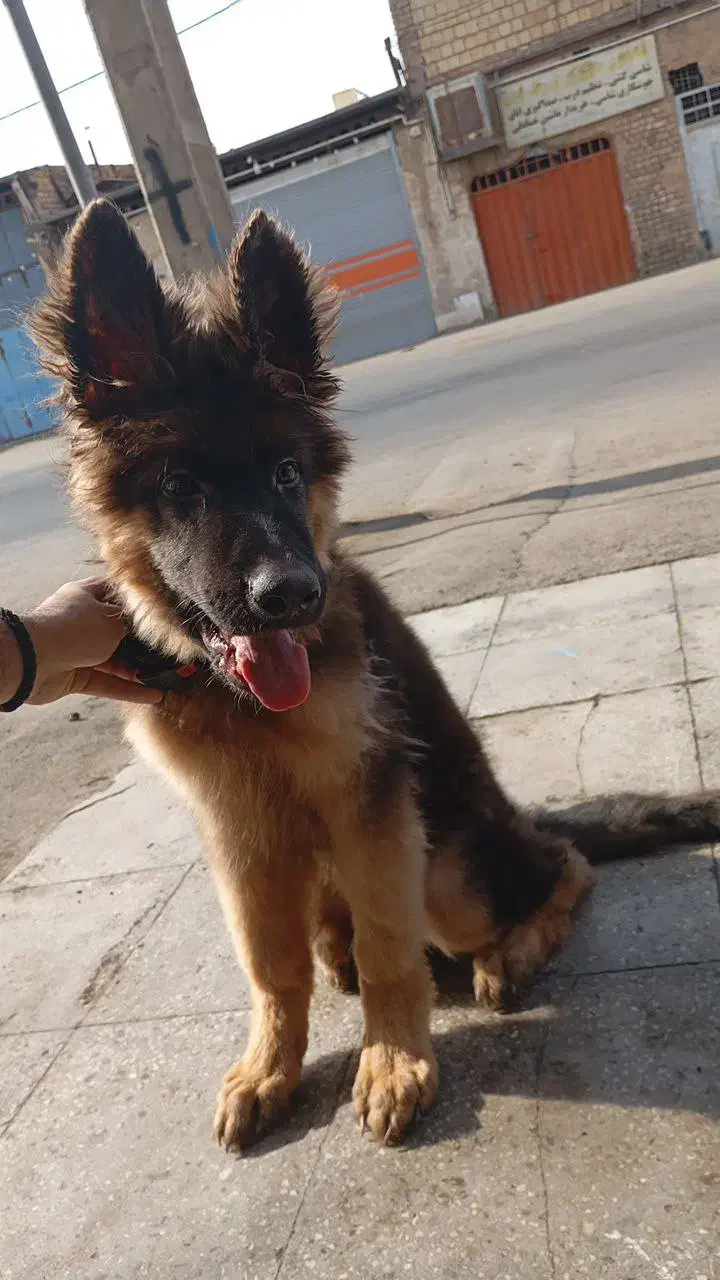 سگ ژرمن شپرد موبلند شولاین|سگ|کاشان, قطب راوندی|دیوار