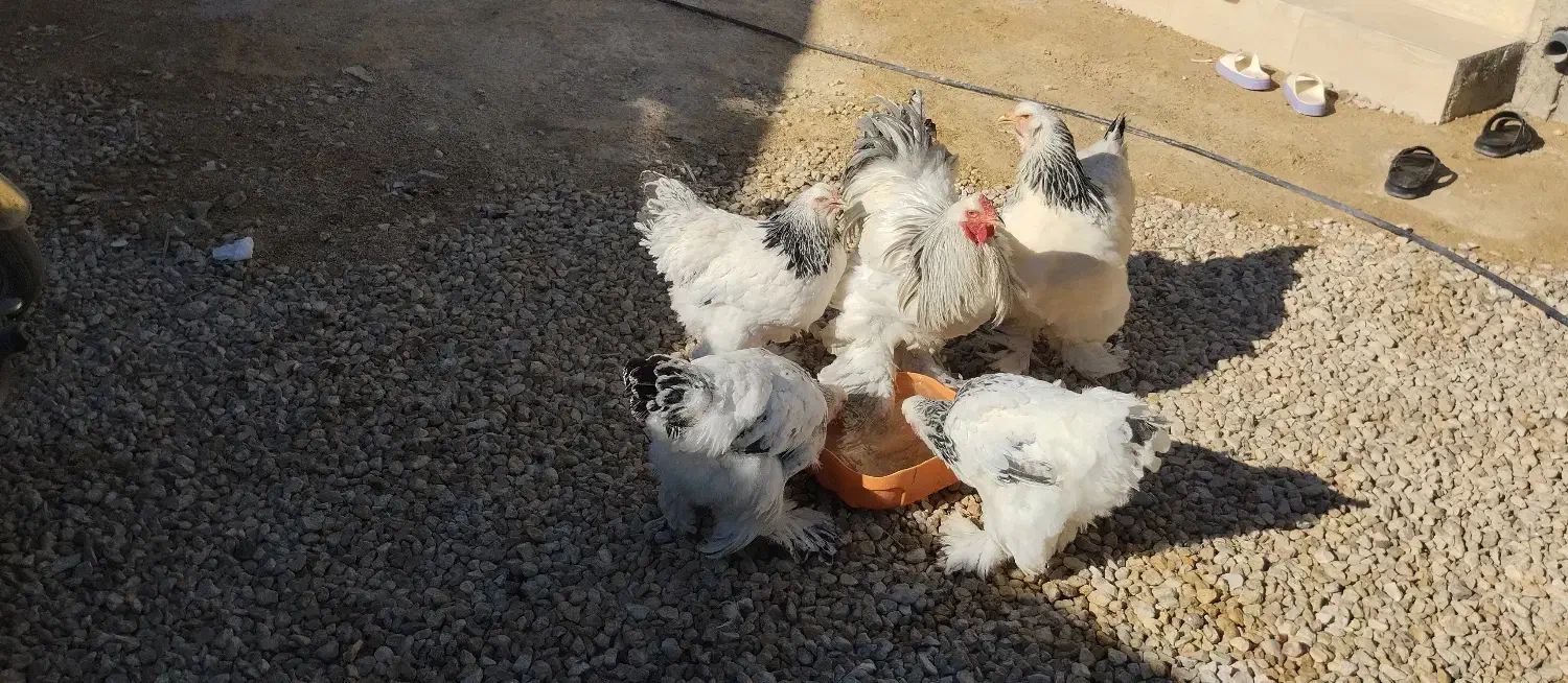 مرغ وخروس برهما لایت|حیوانات مزرعه|کهریزک, |دیوار