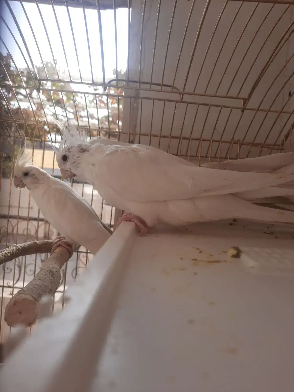 عروس هلندی آلبینو|پرنده|مشهد, امام رضا (ع)|دیوار