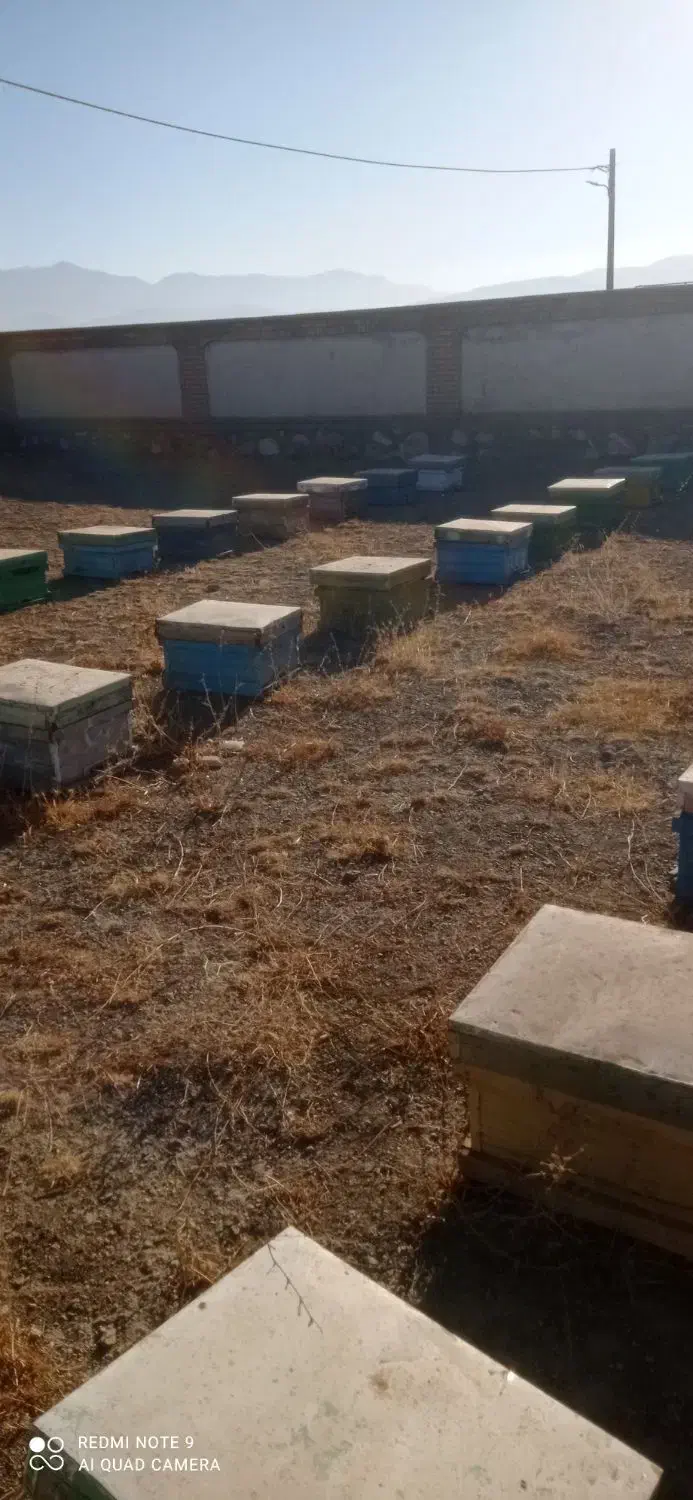 کندو خالی|لوازم جانبی حیوانات|خزل, |دیوار