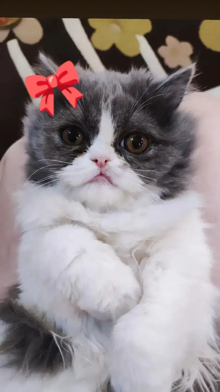 گربه ی بریتیش|گربه|رشت, گلزاران|دیوار