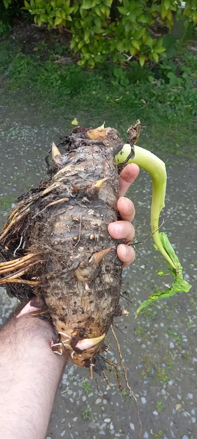 فروش پیاز باباآدم بصورت تکی و تعداد|گل و گیاه طبیعی|تهران, جمال‌زاده|دیوار