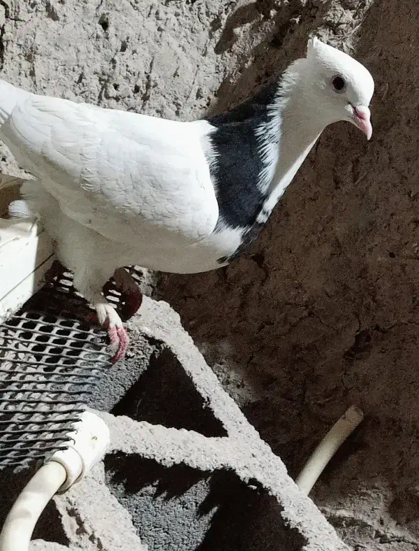 کفتر|پرنده|نیمروز, |دیوار