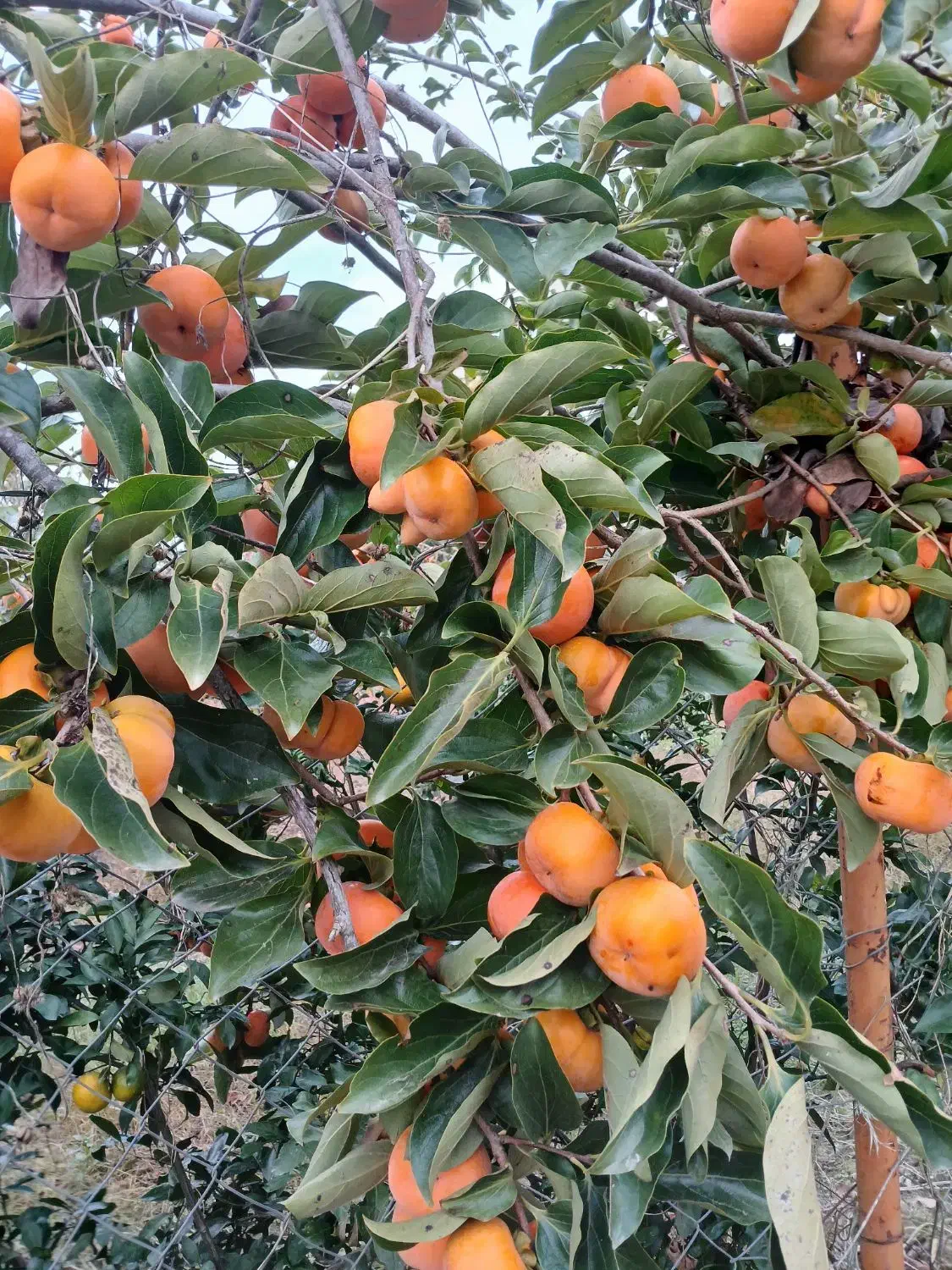 خرمالو بشقابی|خوردنی و آشامیدنی|نوکنده, |دیوار