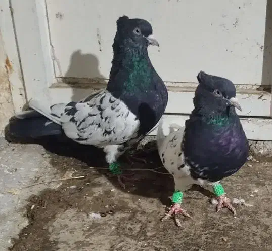 کله سیاه نرماده|پرنده|مرودشت, فرهنگ|دیوار