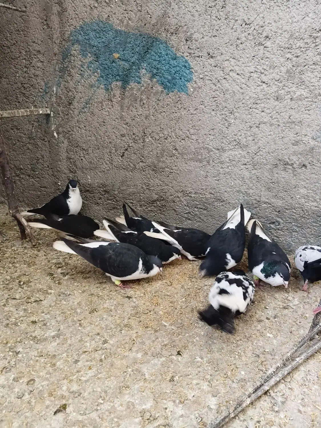 کبوتر رنگی|پرنده|قیدار, |دیوار