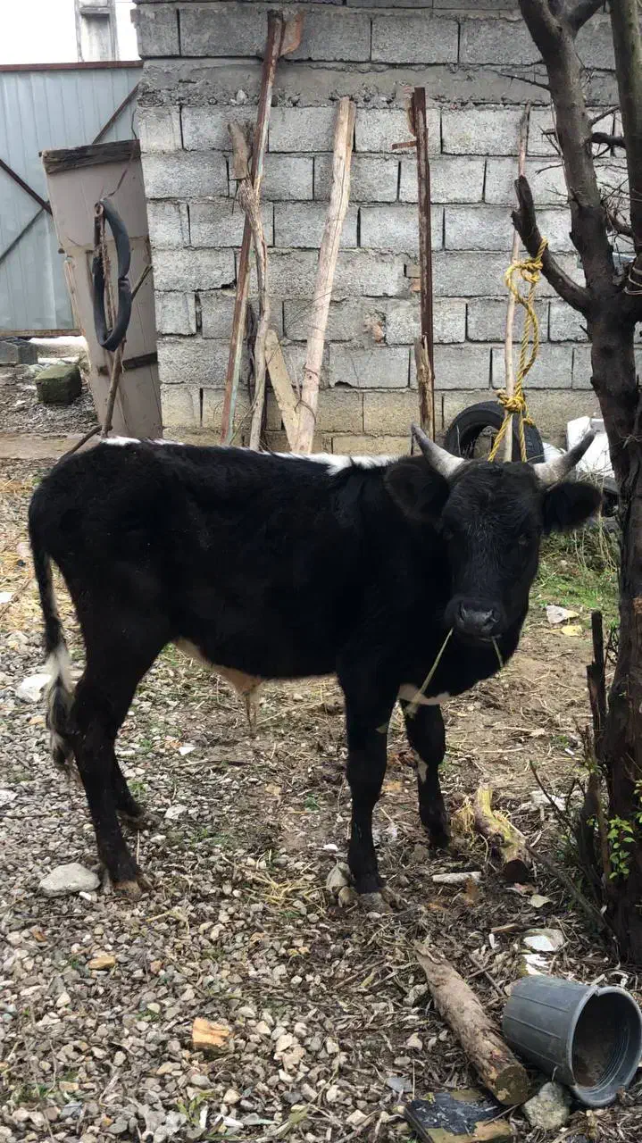 گاو نره سر شاخی|حیوانات مزرعه|چالوس, |دیوار