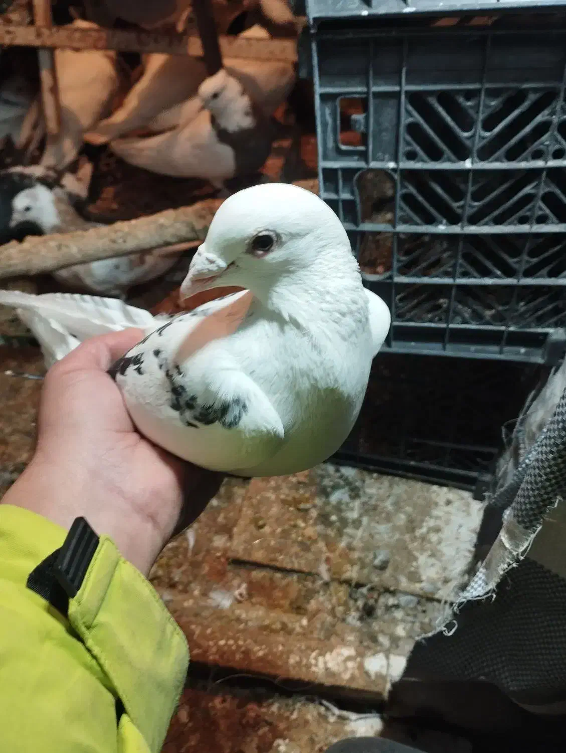 کبوتر پلاکی|حیوانات|قروه, |دیوار