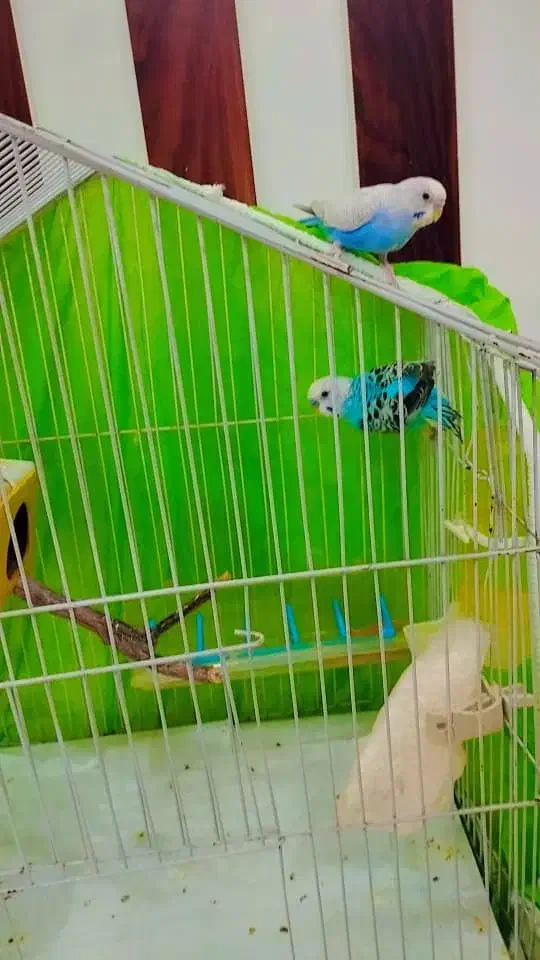 پرنده خانگی|پرنده|پارسیان, |دیوار