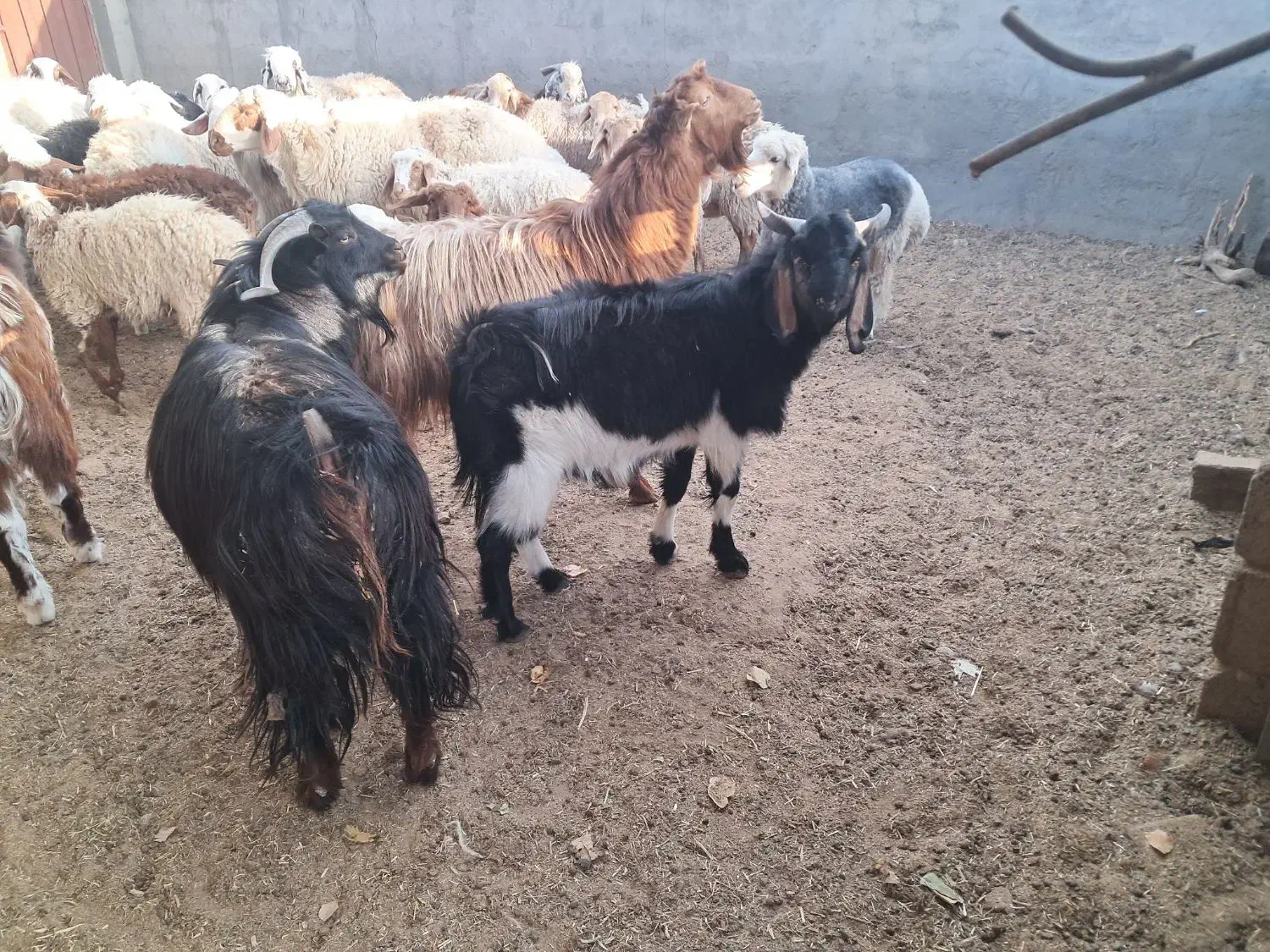 سه عدد چبش چاق|حیوانات مزرعه|فردوس (خراسان), |دیوار