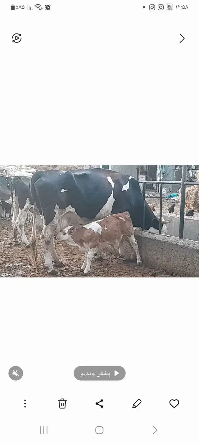 گاو سمینتال|حیوانات مزرعه|گرگان, |دیوار