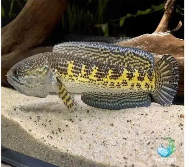 ماهی چانا گلدن کبری|ماهی|سیرجان, |دیوار