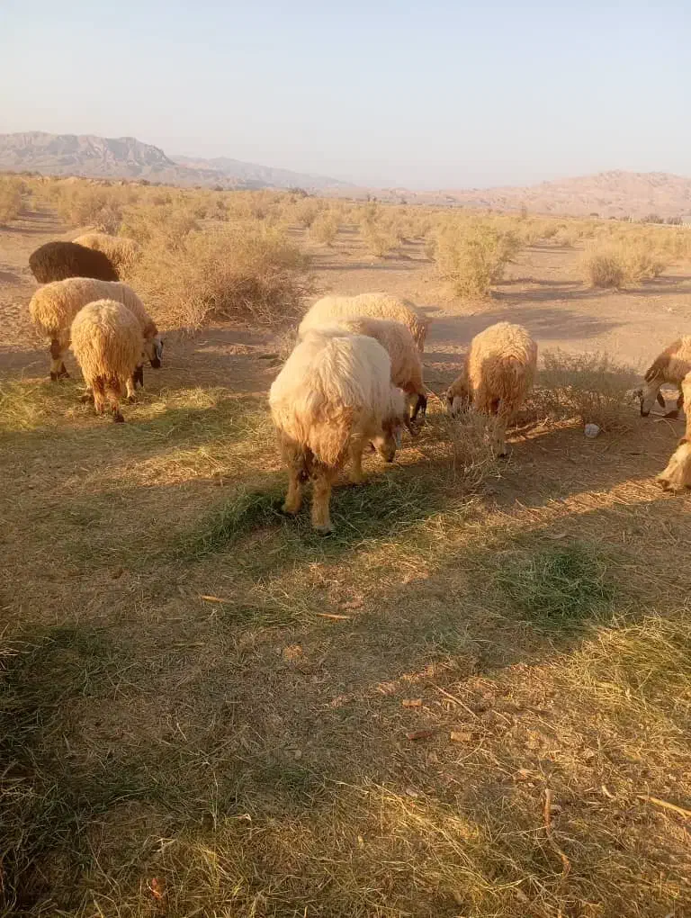 قوچ|حیوانات مزرعه|حاجی آباد, |دیوار