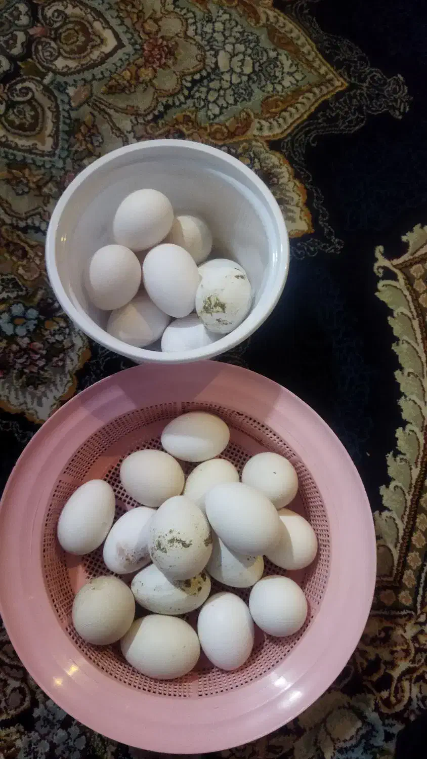 تخم مرغ نطفه دار گلین لری|حیوانات مزرعه|قم, نیروگاه|دیوار