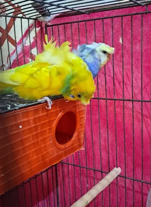 پروانه ای جفت فول فروش فوری|پرنده|سیرجان, |دیوار