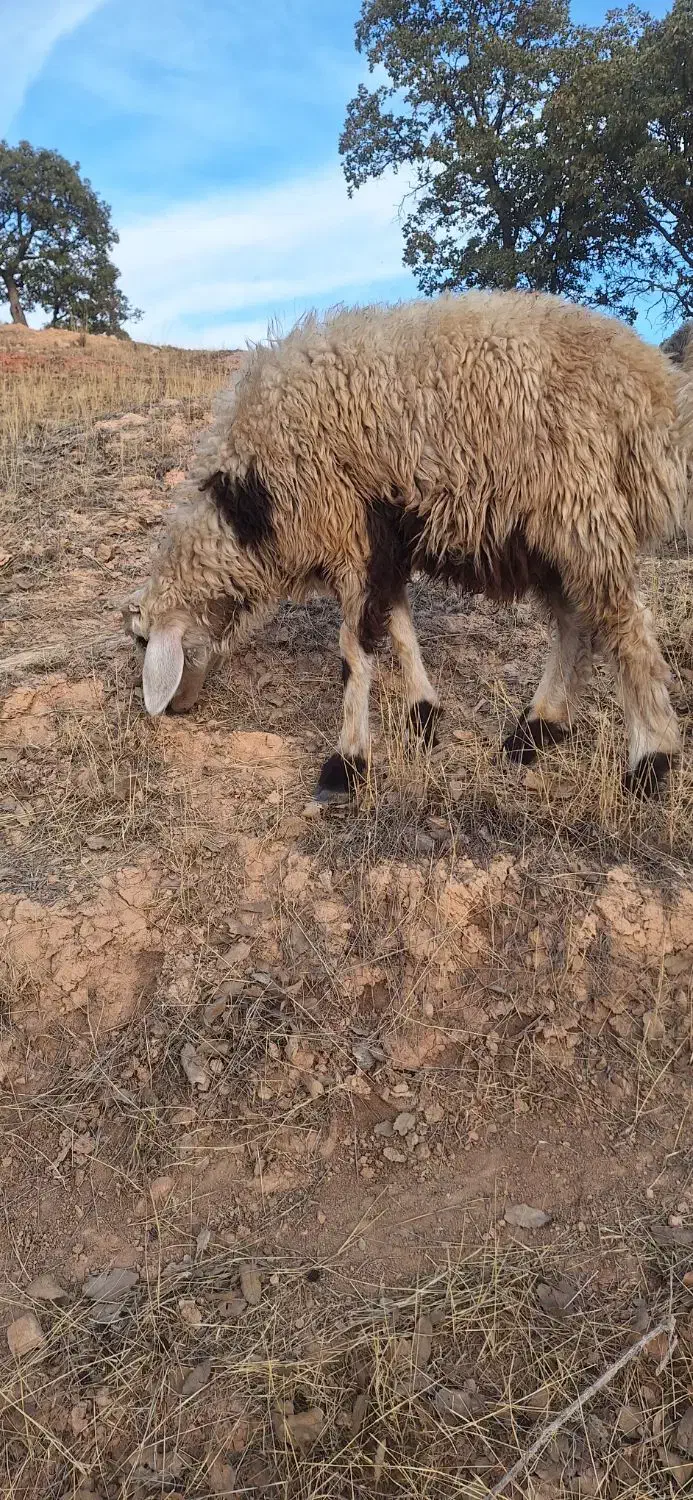 فروش گوسفند بره دار|حیوانات مزرعه|چیتاب, |دیوار