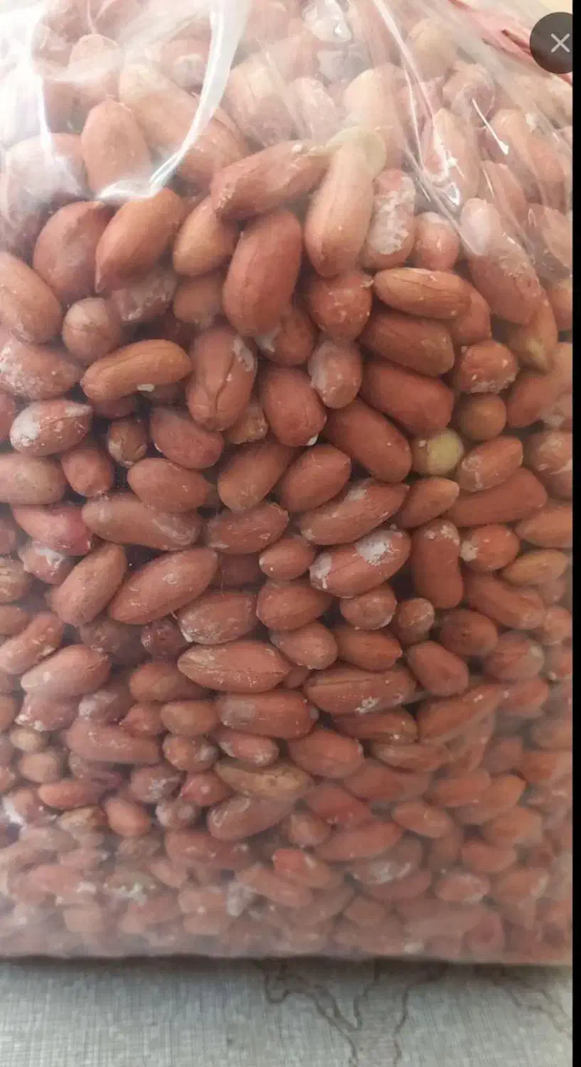 حراج بادام زمینی دشت مغان|حراج|خوی, |دیوار