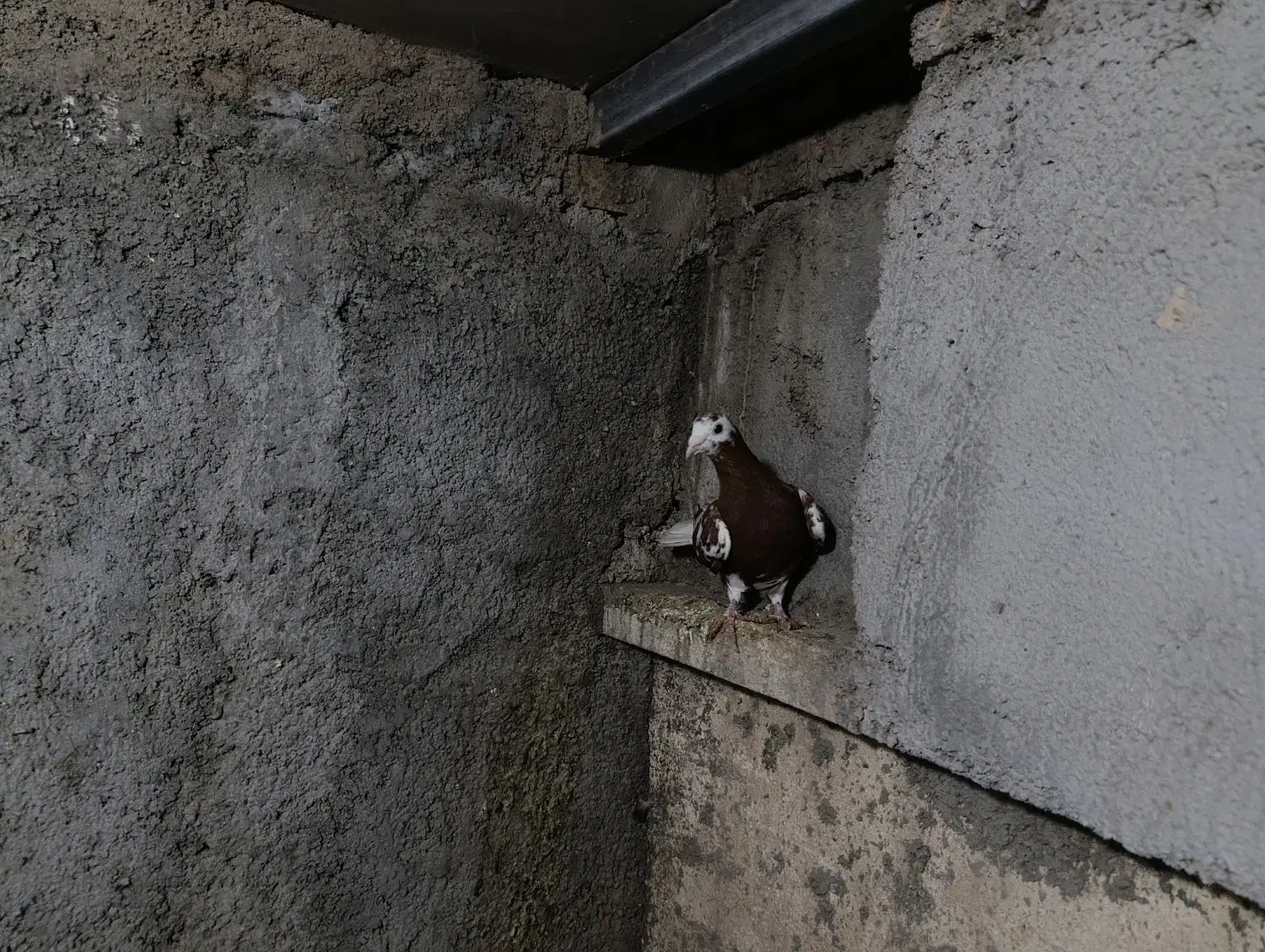 کارل|پرنده|نگین شهر, |دیوار