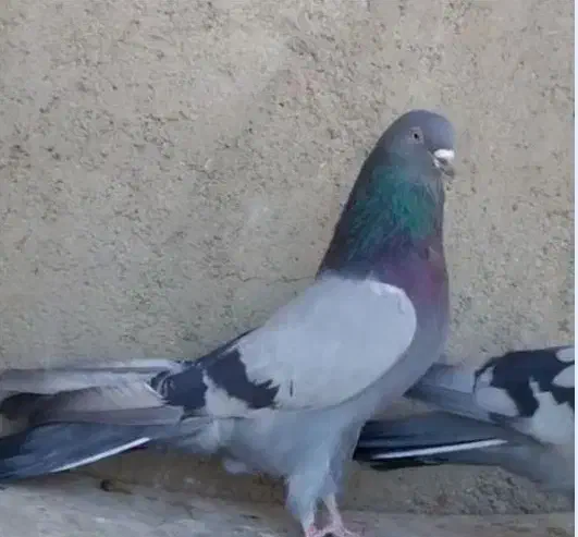 پرورش فروش کبوتر سبز انزیمیت دارو خارجی ارزن گندم|پرنده|تهران, خلیج فارس|دیوار