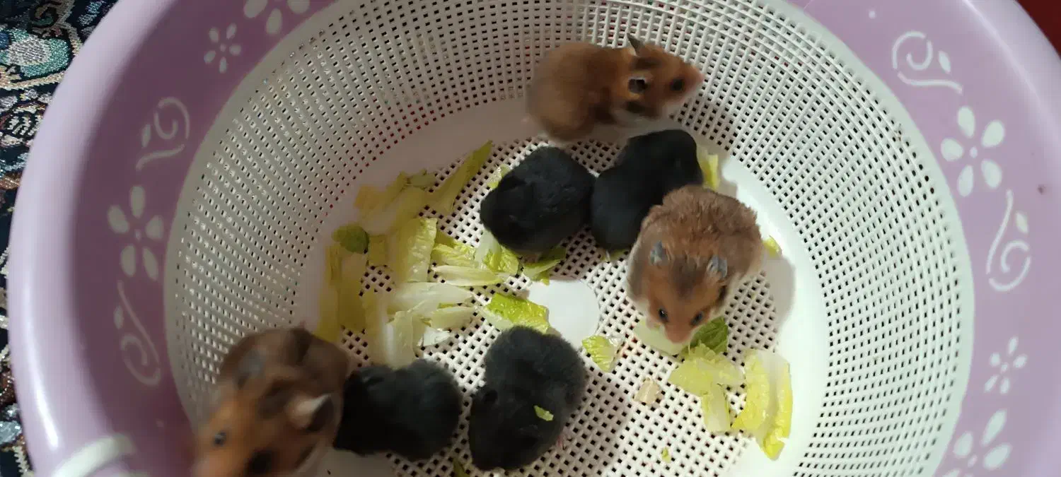 بچه همستر|موش و خرگوش|کرمان, |دیوار